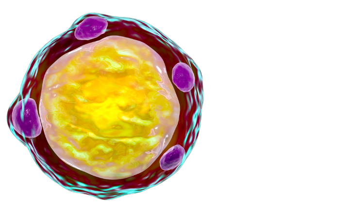 Test para la detección y diferenciación de subtipos de Blastocystis en infecciones intestinales.